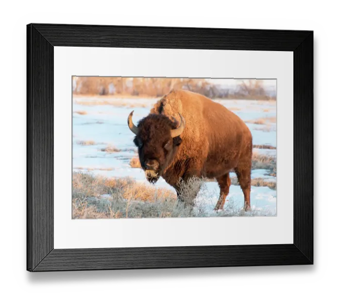 Framed Print : USA, Colorado, Denver. Bison grazing edge of auto tour road Rocky Mountain Arsenal National Wildlife Refuge Framed Print : USA, Colorado, Denver. Bison grazing edge of auto tour road Rocky Mountain Arsenal National Wildlife Refuge