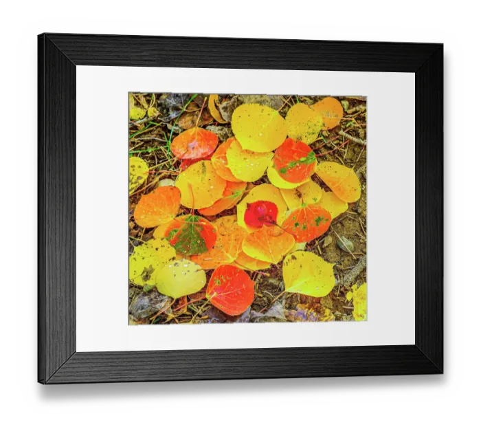 Framed Print : Autumn colored fallen leaves with rain drops in Colorado