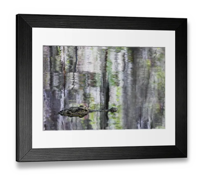 Framed Print : American alligator and Cypress trees reflecting on Blue Cypress Lake, Florida