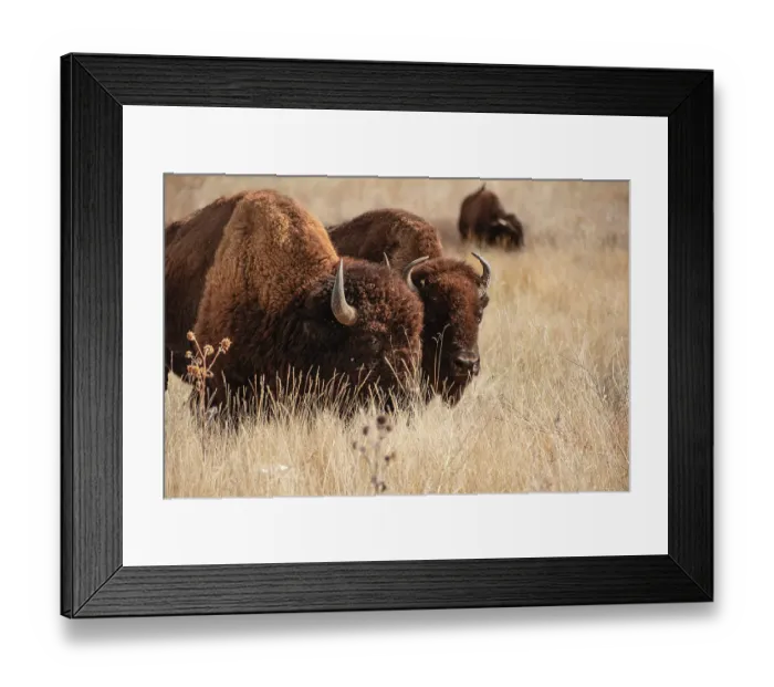 Framed Print : Bison at Rocky Mountain Arsenal in Colorado Framed Print : Bison at Rocky Mountain Arsenal in Colorado