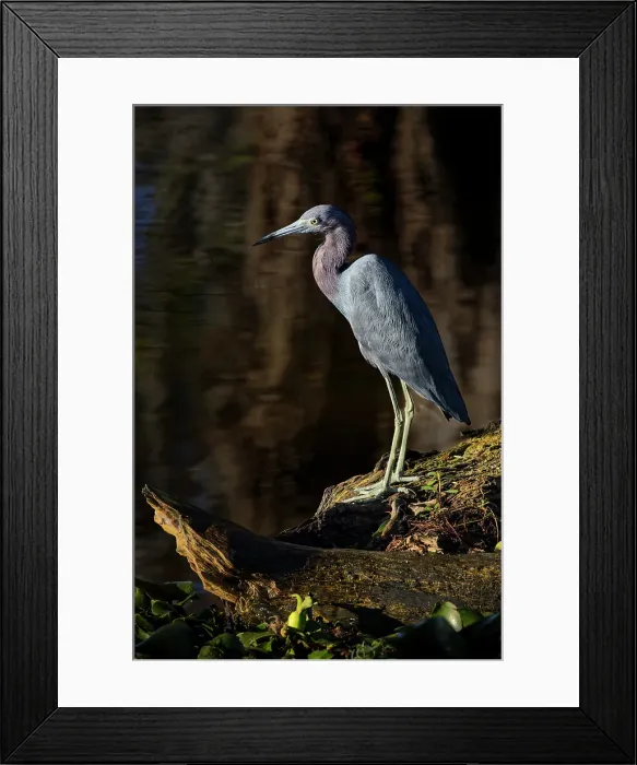 Framed Print : Little blue heron, Circle Bar B Ranch, Florida Framed Print : Little blue heron, Circle Bar B Ranch, Florida