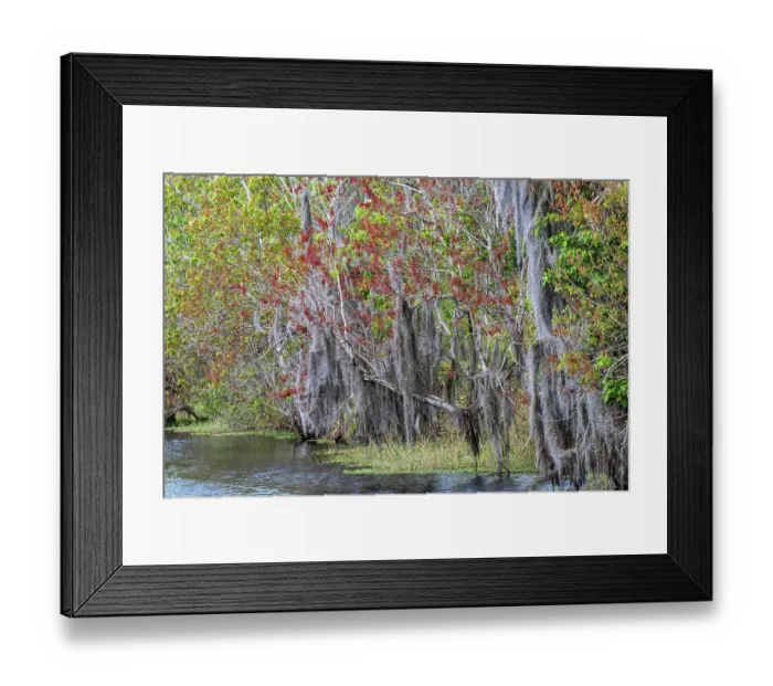 Framed Print : Shoreline of Blue Cypress Lake in early spring with red maple blossoms and Spanish moss, Florida Framed Print : Shoreline of Blue Cypress Lake in early spring with red maple blossoms and Spanish moss, Florida