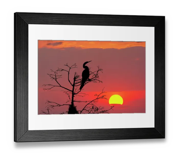 Framed Print : Anhinga silhouetted at sunset, Circle Bar B Ranch, Florida, Anhinga anhinga