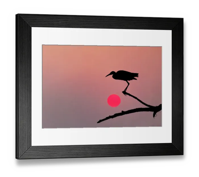 Framed Print : Tricolored heron silhouetted at sunset, Circle Bar B Ranch, Florida Framed Print : Tricolored heron silhouetted at sunset, Circle Bar B Ranch, Florida
