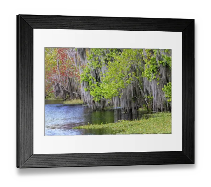 Framed Print : Shoreline of Blue Cypress Lake in early spring with red maple blossoms and Spanish moss, Florida Framed Print : Shoreline of Blue Cypress Lake in early spring with red maple blossoms and Spanish moss, Florida