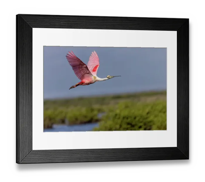 Framed Print : Roseate spoonbill in flight, Merritt Island National Wildlife Refuge, Florida Framed Print : Roseate spoonbill in flight, Merritt Island National Wildlife Refuge, Florida