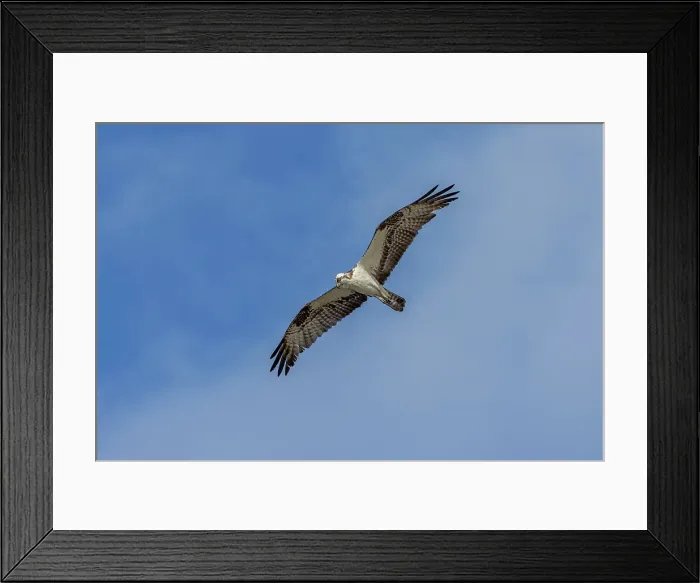 Framed Print : Osprey in flight, Merritt Island National Wildlife Refuge, Florida Framed Print : Osprey in flight, Merritt Island National Wildlife Refuge, Florida