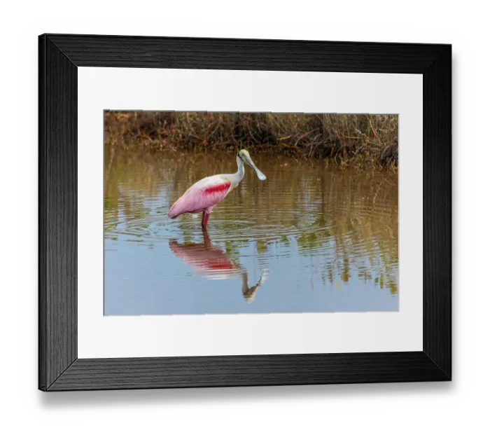 Framed Print : Roseate spoonbill, Merritt Island National Wildlife Refuge, Florida