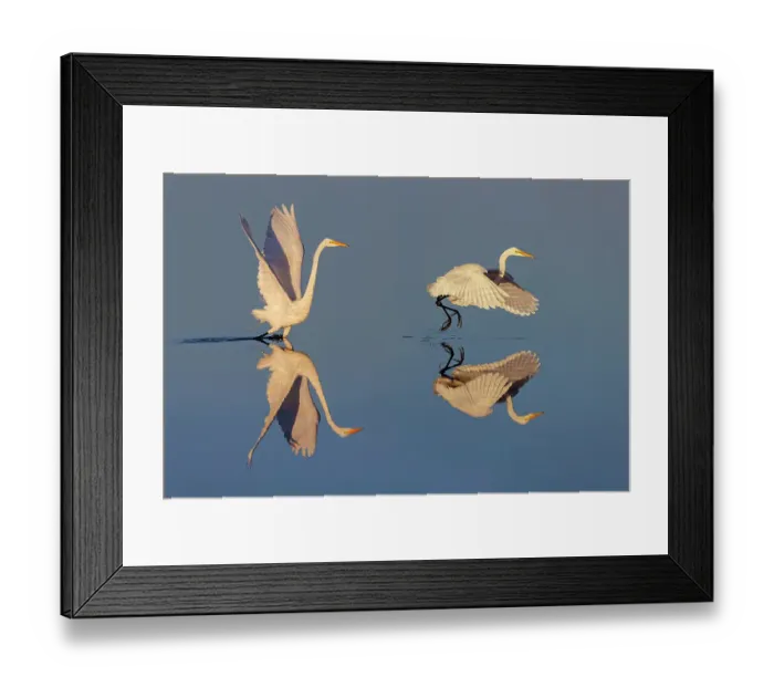 Framed Print : Great egret reflection on still water while fishing, Merritt Island National Wildlife Refuge, Florida Framed Print : Great egret reflection on still water while fishing, Merritt Island National Wildlife Refuge, Florida