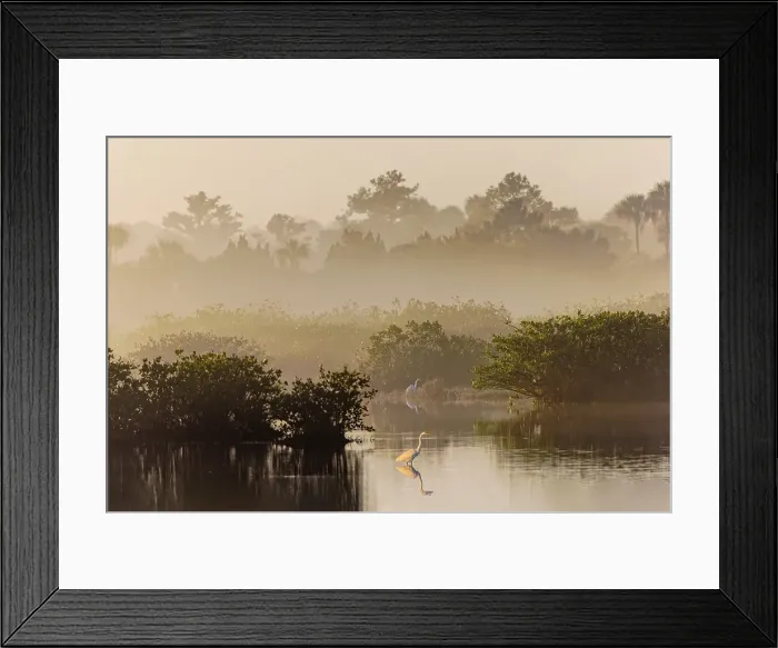 Framed Print : Great egret reflection on still water while fishing, Merritt Island National Wildlife Refuge, Florida