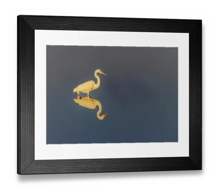 Framed Print : Great egret reflection on still water while fishing, Merritt Island National Wildlife Refuge, Florida