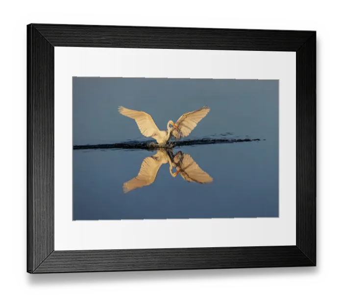 Framed Print : Great egret reflection on still water while fishing, Merritt Island National Wildlife Refuge, Florida Framed Print : Great egret reflection on still water while fishing, Merritt Island National Wildlife Refuge, Florida