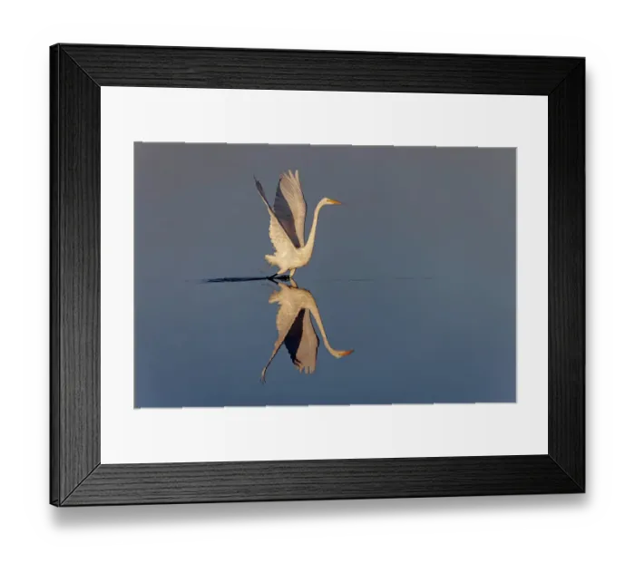 Framed Print : Great egret reflection on still water while fishing, Merritt Island National Wildlife Refuge, Florida Framed Print : Great egret reflection on still water while fishing, Merritt Island National Wildlife Refuge, Florida