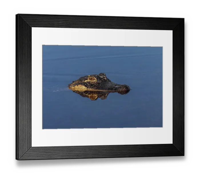 Framed Print : American alligator. Merritt Island National Wildlife Refuge, Florida Framed Print : American alligator. Merritt Island National Wildlife Refuge, Florida