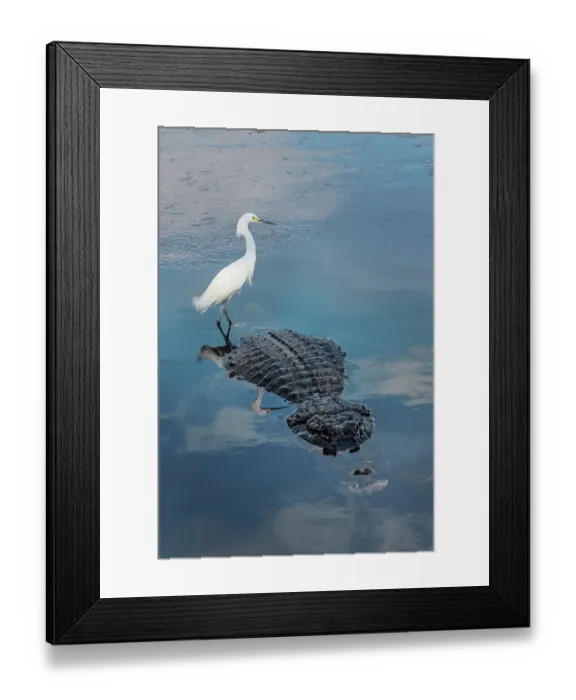 Framed Print : Snowy egret, riding on back of American alligator. Merritt Island National Wildlife Refuge, Florida