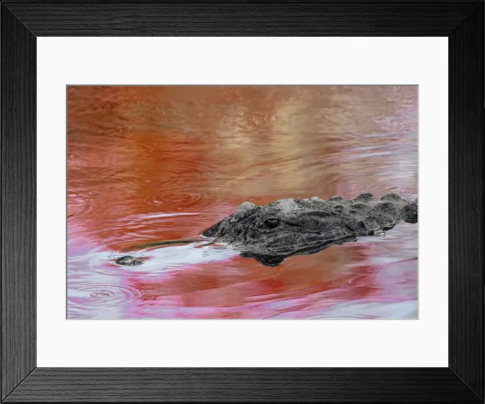Framed Print : American alligator in red maple tree reflection in spring, Florida Framed Print : American alligator in red maple tree reflection in spring, Florida