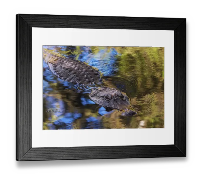 Framed Print : American alligator. Merritt Island National Wildlife Refuge, Florida Framed Print : American alligator. Merritt Island National Wildlife Refuge, Florida
