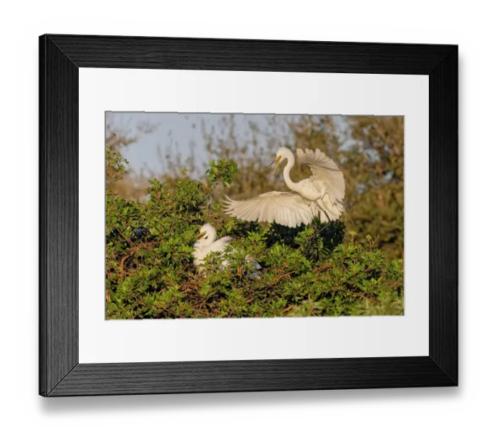 Framed Print : Great egret landing at nest site, Venice rookery, Venice, Florida Framed Print : Great egret landing at nest site, Venice rookery, Venice, Florida