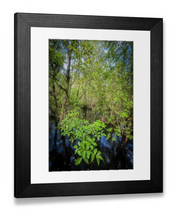 Framed Print : Florida. Pop ash trees growing above a flooded swamp