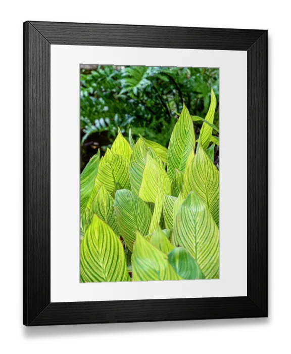 Framed Print : The variegation of a plant draws contrast to other green foliage Framed Print : The variegation of a plant draws contrast to other green foliage
