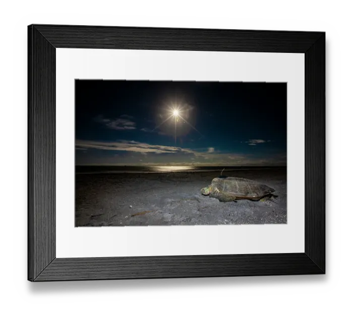 Framed Print : A green sea turtle makes for the Gulf of Mexico after being fitted with a satellite transmitter in the moonlight Framed Print : A green sea turtle makes for the Gulf of Mexico after being fitted with a satellite transmitter in the moonlight