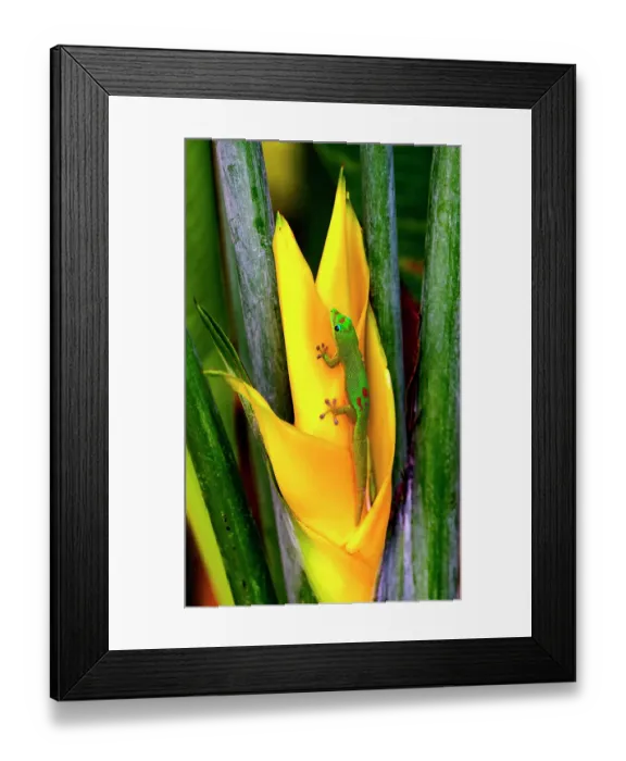 Framed Print : Gold dust day gecko Hawaii. Gecko native to Madagascar Introduced into Hawaii