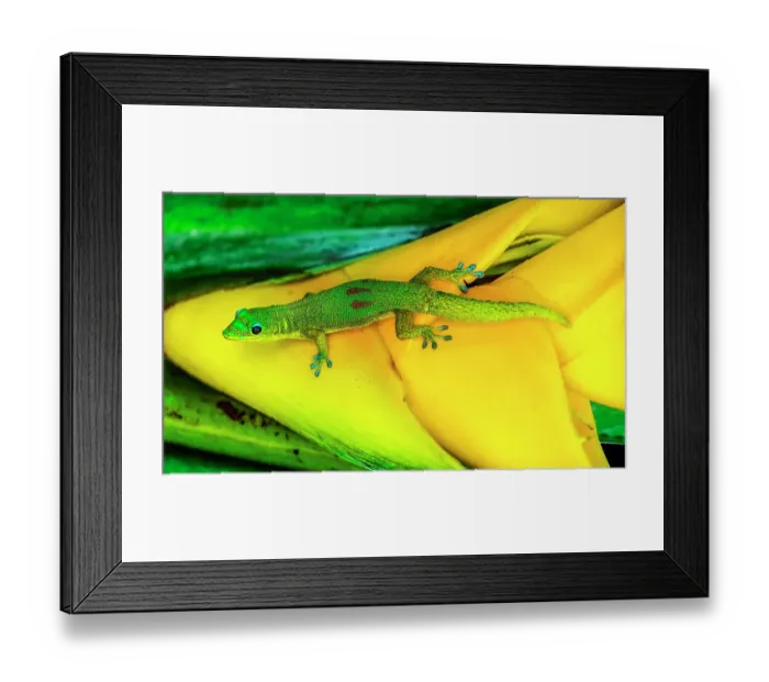 Framed Print : Gold dust day gecko Hawaii. Gecko native to Madagascar Introduced into Hawaii Framed Print : Gold dust day gecko Hawaii. Gecko native to Madagascar Introduced into Hawaii