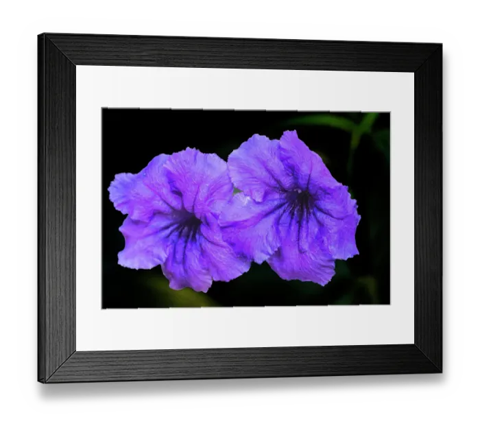 Framed Print : Purple Mexican petunia, Waikiki, Honolulu, Oahu, Hawaii. Originally from Mexico. Now an invasive species in Southern US and Pacific Islands Framed Print : Purple Mexican petunia, Waikiki, Honolulu, Oahu, Hawaii. Originally from Mexico. Now an invasive species in Southern US and Pacific Islands