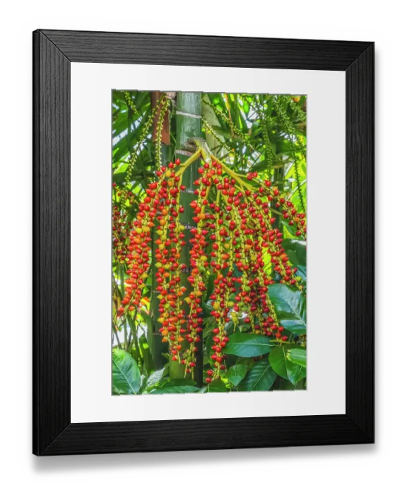 Framed Print : Macarthur palm tree, Waikiki, Honolulu, Oahu, Hawaii. Discovered in Australia by Horticulturalist William Macarthur Framed Print : Macarthur palm tree, Waikiki, Honolulu, Oahu, Hawaii. Discovered in Australia by Horticulturalist William Macarthur