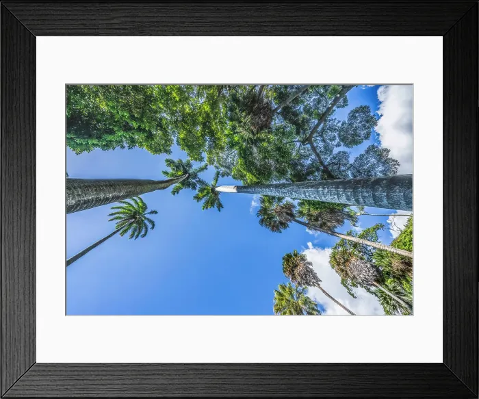 Framed Print : Very tall grove royal palm tree, Honolulu, Oahu, Hawaii Framed Print : Very tall grove royal palm tree, Honolulu, Oahu, Hawaii
