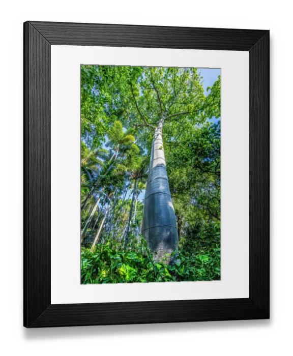 Framed Print : Very tall cup tree, Honolulu, Oahu, Hawaii. Native to South America now around the world Framed Print : Very tall cup tree, Honolulu, Oahu, Hawaii. Native to South America now around the world