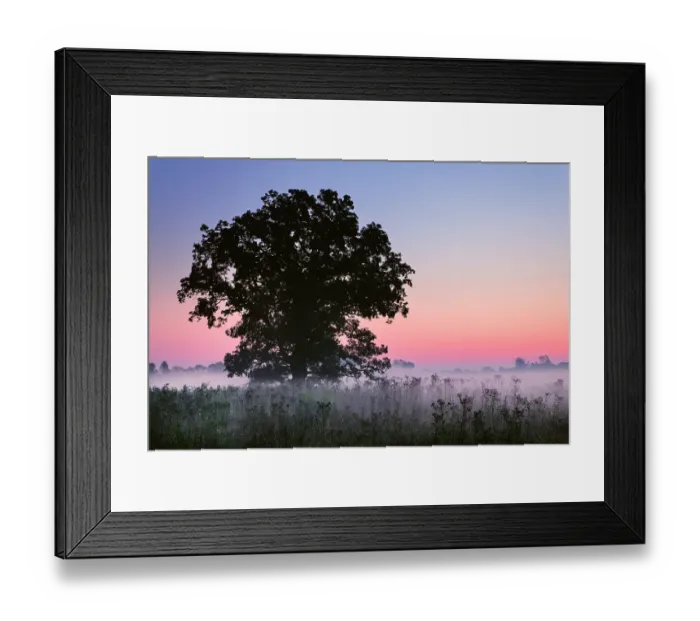 Framed Print : Large tree in farm field and foggy sunrise, Louisville, Kentucky Framed Print : Large tree in farm field and foggy sunrise, Louisville, Kentucky