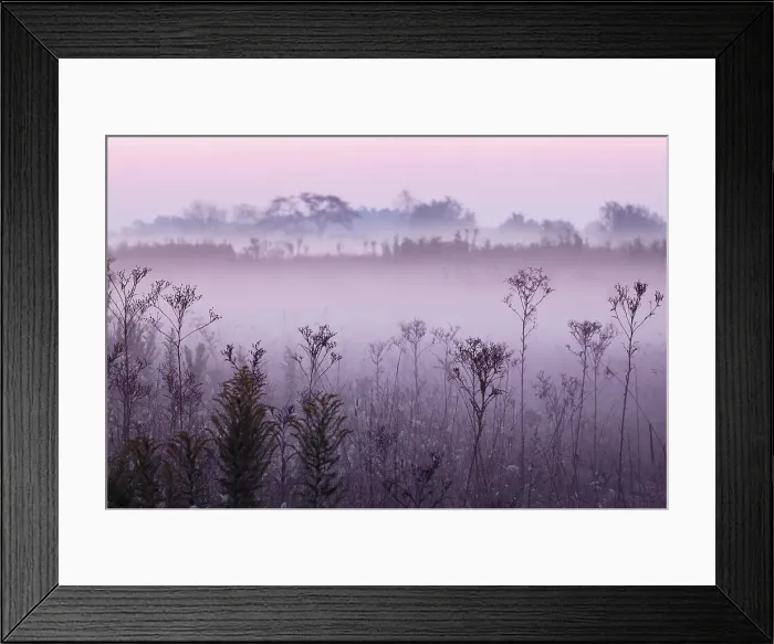 Framed Print : Weed stems silhouetted and foggy sunrise, Oldham County, Kentucky