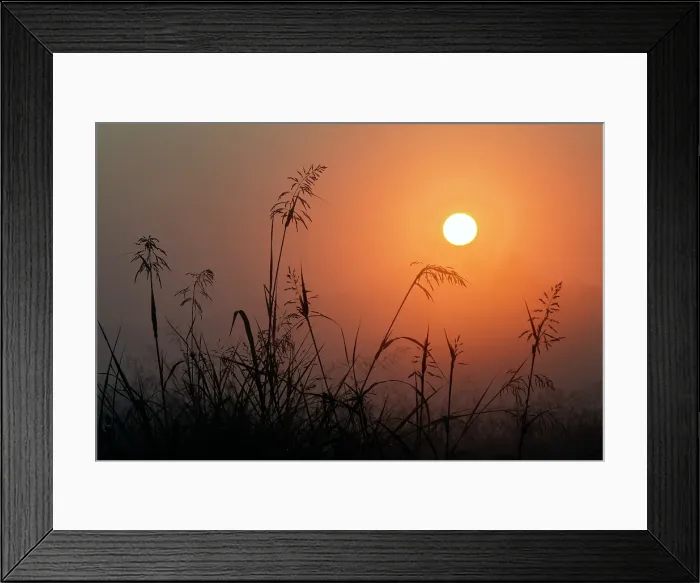 Framed Print : Tall grass stems silhouetted on foggy sunrise, Oldham County, Kentucky Framed Print : Tall grass stems silhouetted on foggy sunrise, Oldham County, Kentucky