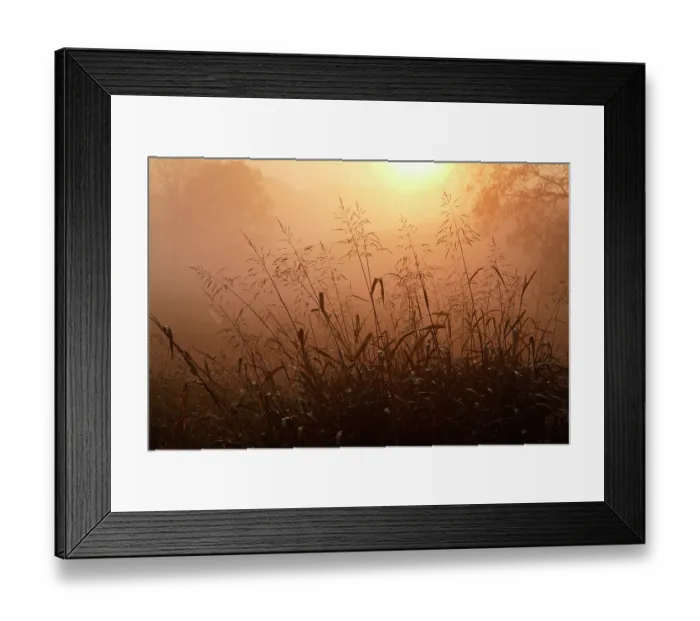 Framed Print : Tall grass stems silhouetted on foggy sunrise, Oldham County, Kentucky Framed Print : Tall grass stems silhouetted on foggy sunrise, Oldham County, Kentucky