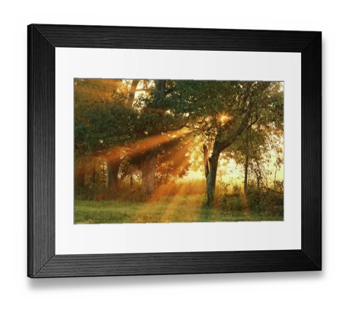 Framed Print : Sunlight filtering through trees, Oldham County, Kentucky Framed Print : Sunlight filtering through trees, Oldham County, Kentucky