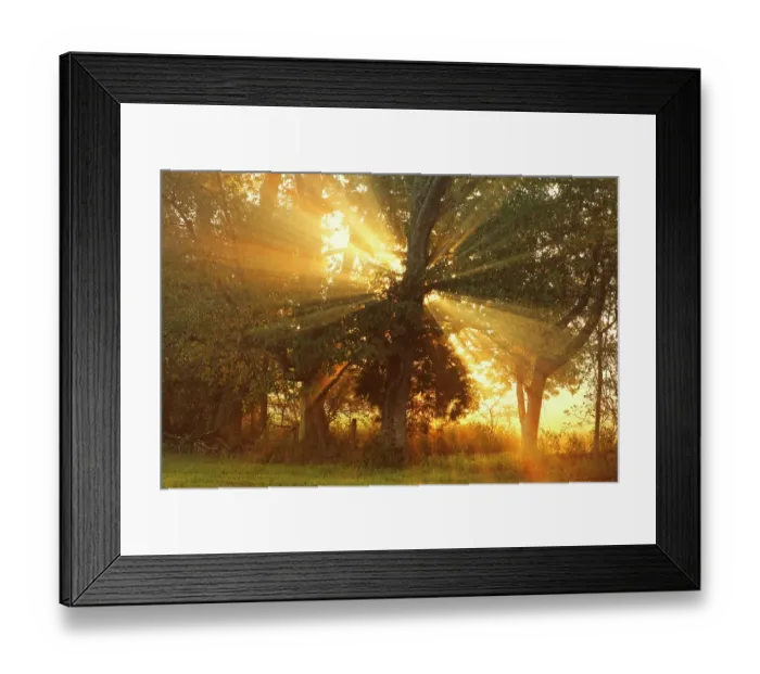 Framed Print : Sunlight filtering through trees, Oldham County, Kentucky