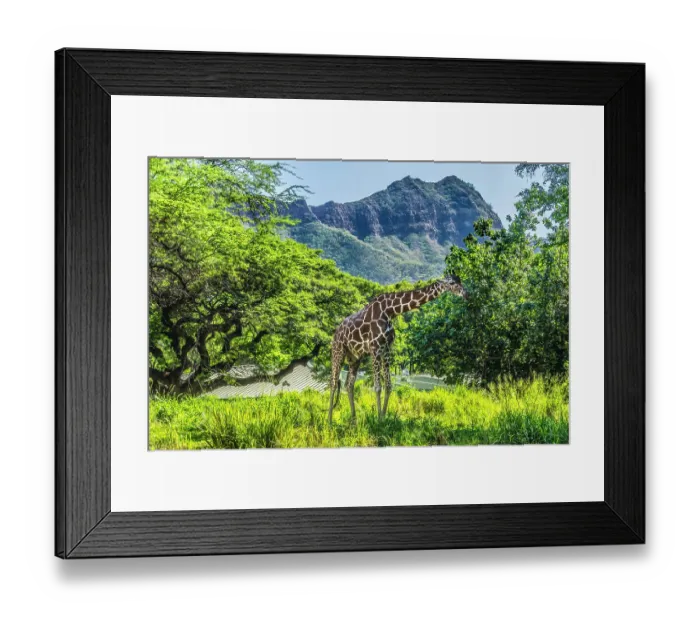 Framed Print : Colorful reticulated giraffe, Diamond Head, Waikiki, Oahu, Hawaii