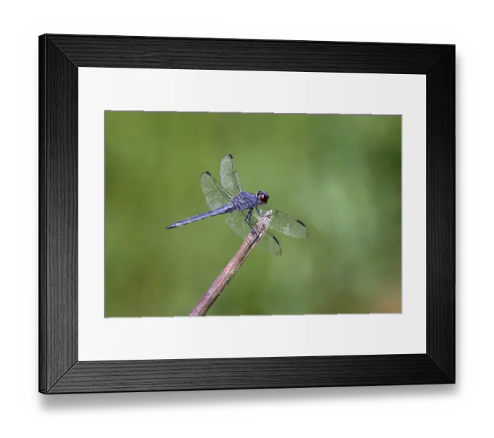 Framed Print : Great blue skimmer dragonfly, Kentucky Framed Print : Great blue skimmer dragonfly, Kentucky