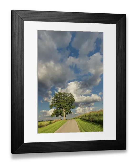 Framed Print : Rural road beneath stately tree, Oldham County, Kentucky Framed Print : Rural road beneath stately tree, Oldham County, Kentucky