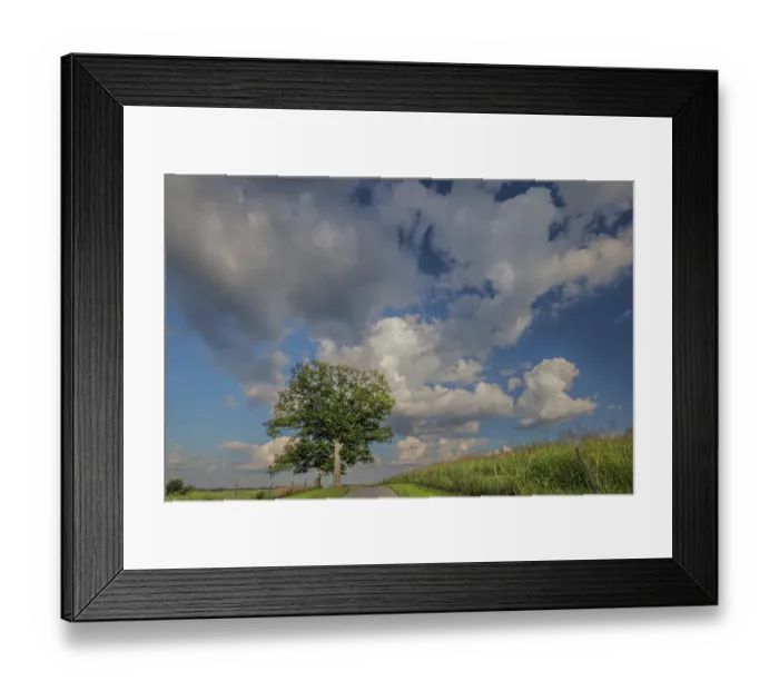 Framed Print : Rural road beneath stately tree, Oldham County, Kentucky Framed Print : Rural road beneath stately tree, Oldham County, Kentucky
