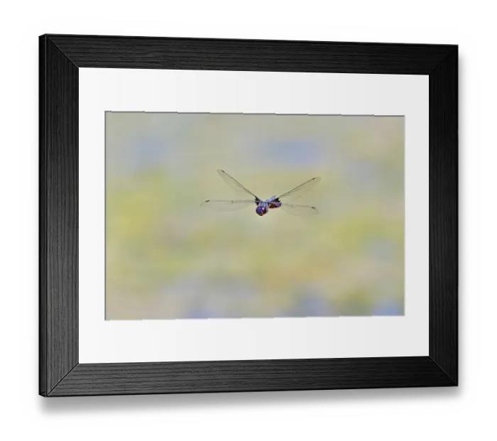 Framed Print : Great blue skimmer dragonfly in flight, Kentucky Framed Print : Great blue skimmer dragonfly in flight, Kentucky