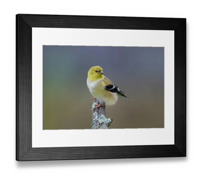 Framed Print : American goldfinch transitioning from winter to breeding plumage, Kentucky Framed Print : American goldfinch transitioning from winter to breeding plumage, Kentucky