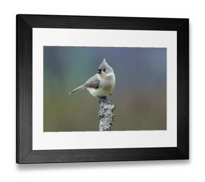 Framed Print : Titmouse, Paridae, Kentucky Framed Print : Titmouse, Paridae, Kentucky