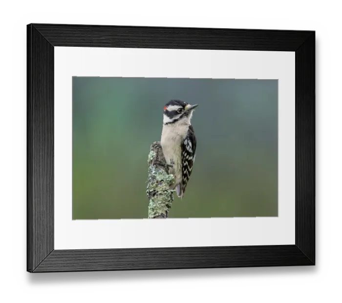 Framed Print : Male Downy woodpecker, Kentucky Framed Print : Male Downy woodpecker, Kentucky