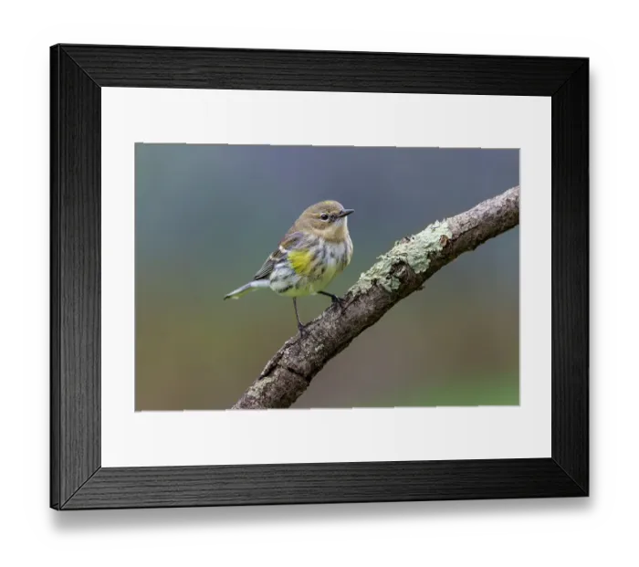 Framed Print : Yellow-rumped warbler in winter plumage, Kentucky Framed Print : Yellow-rumped warbler in winter plumage, Kentucky
