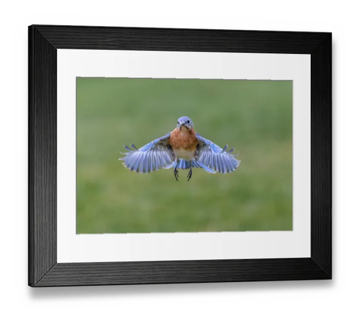Framed Print : Eastern bluebird flying, Kentucky Framed Print : Eastern bluebird flying, Kentucky