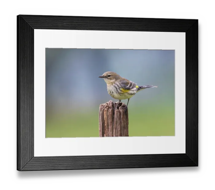 Framed Print : Yellow-rumped warbler in winter plumage, Kentucky