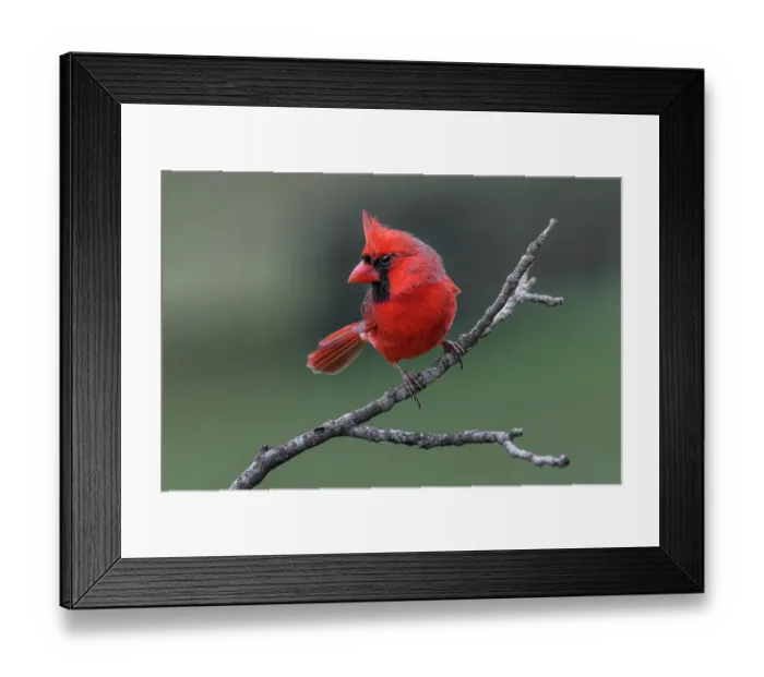 Framed Print : Male Northern Cardinal in winter, Kentucky Framed Print : Male Northern Cardinal in winter, Kentucky