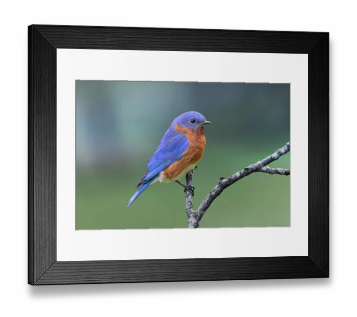 Framed Print : Male Eastern bluebird, Kentucky Framed Print : Male Eastern bluebird, Kentucky